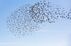 Vogelschwarm zu Beratung und Therapie