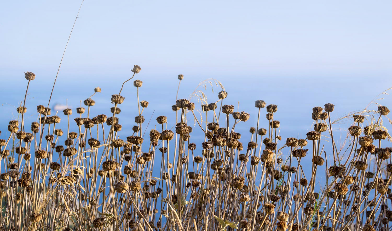 Heublumen für Paarberatung